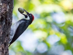 啄木鸟的尾巴有什么作用？我国常见的种类有哪些？