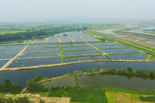 没经验可以养虾吗？养淡水虾、丰年虾,还是淡水虾？养殖条件和方法有哪些？