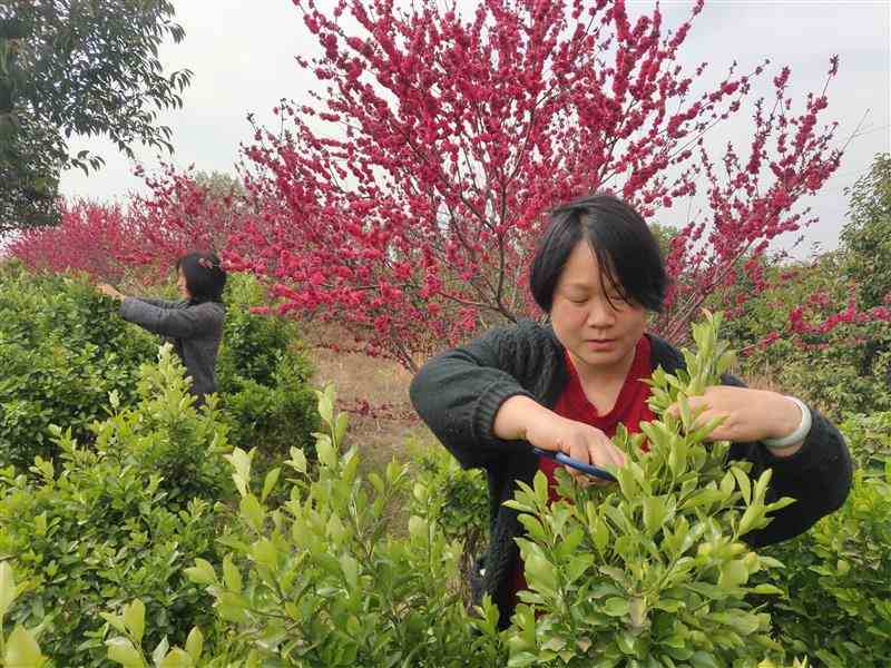 伊川县：推进国土绿化打造森林生态县