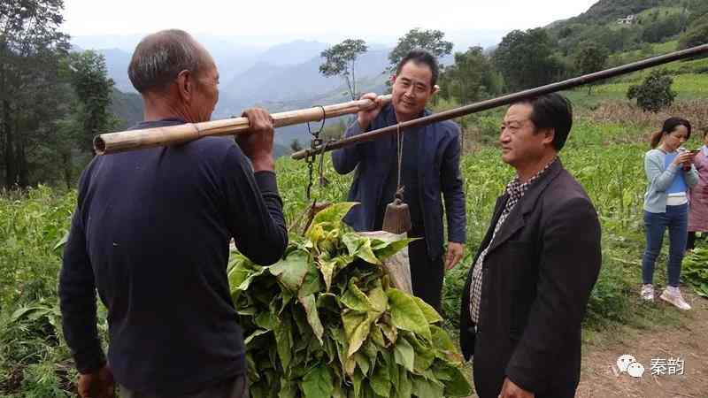 宝书记来了,小阳村变了<br/>——记陕西省旬阳县烟草局派驻小河镇小阳村第一书记柯尊宝