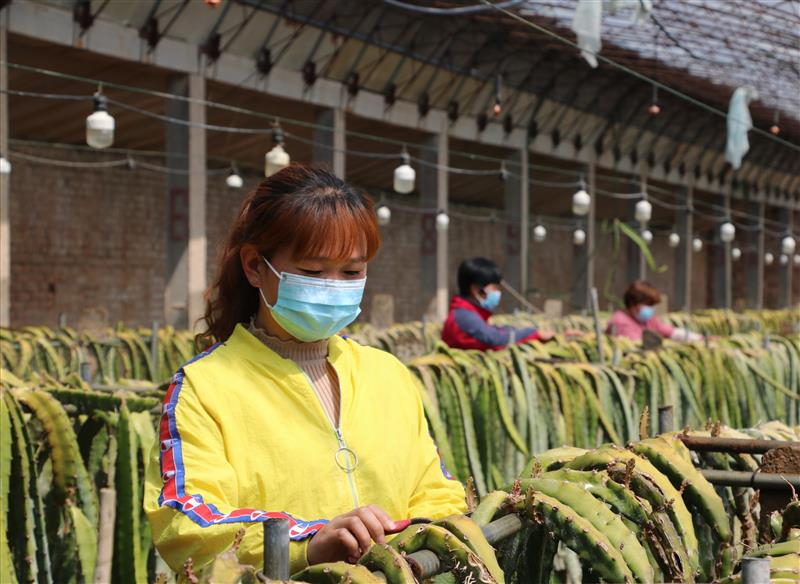 河北广宗：特色农业助农增收