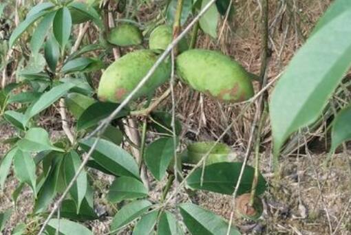 九月黄金蕉种植几年能结果？