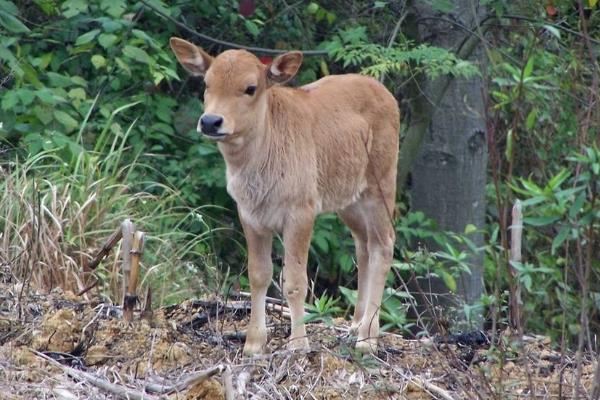 新生牛犊最佳吃奶时间？呛着了咳嗽怎么办？新生牛犊护理注意事项！