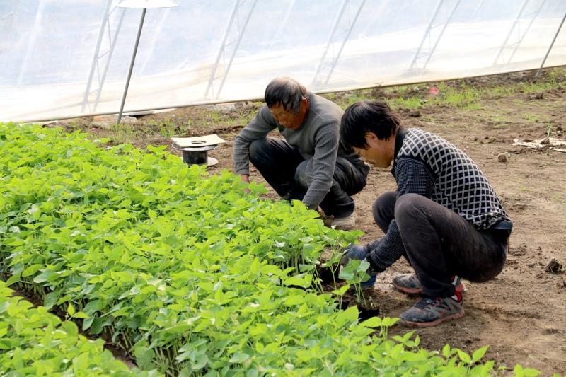 黑龙江汤原棚室种植发展食用菌产业,带动500名务工户均增收3000元