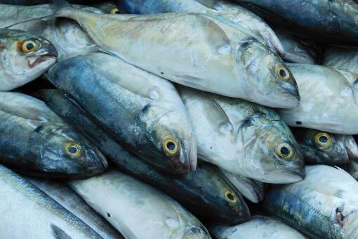 鲱鱼罐头为什么这么臭还有人吃？鲱鱼是什么鱼？保质期有多长？