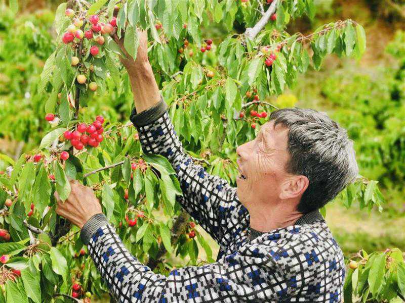 新安县把特色樱桃农特产品等推销出去，做好樱桃节云端发布模式