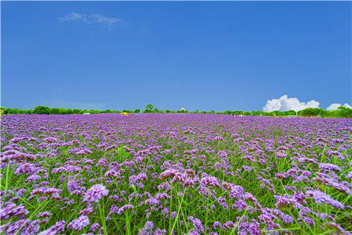 休闲农业有什么特点？休闲农业的功能主要有哪些？