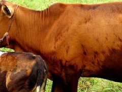 关于生物肥的种植问题！生物肥遗传过程是什么？