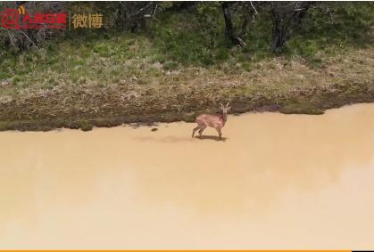 神农架拍到野生梅花鹿