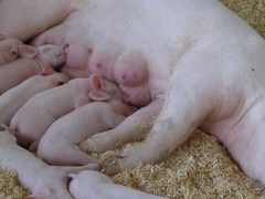 红糖喂母猪的功效与作用？关于母猪的养殖问题！