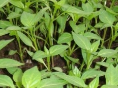关于辣椒的种植问题！刚移栽的辣椒苗怎么管理？