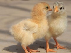 小鸡吃泡沫有害吗？关于乌鸫的养殖问题！