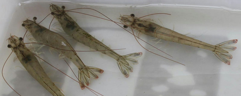 厄瓜多尔白虾是养殖的还是野生的