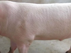 后备母猪子宫有炎症怎么配种？关于母猪的养殖问题！