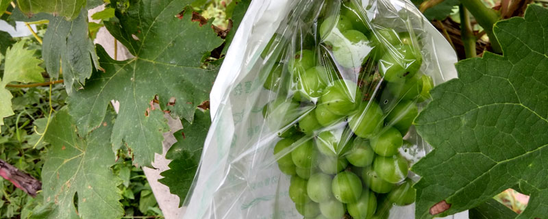 葡萄套袋组合是什么药？关于葡萄的种植问题！