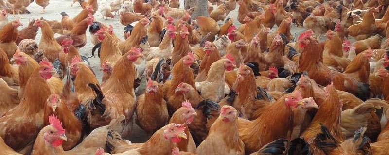蛋鸡做完喉炎疫苗反应？关于养鸡的养殖问题！