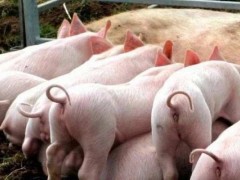 怎样给母猪输精是正确的？饲喂母猪的注意事项！
