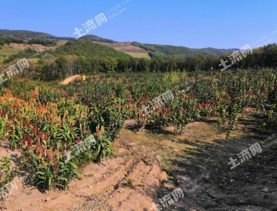 宅基地三权分置指的是哪三权