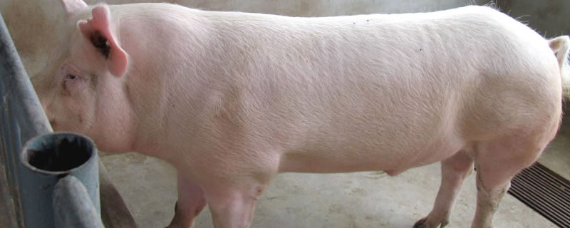 怀孕母猪外阴潮红肿大怎么办？关于养猪的养殖问题！