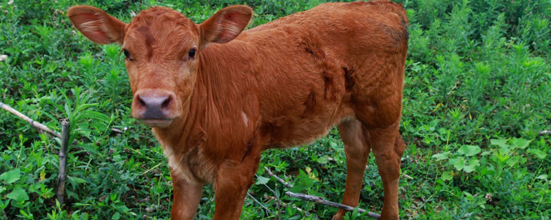 新生牛犊站不起来什么原因