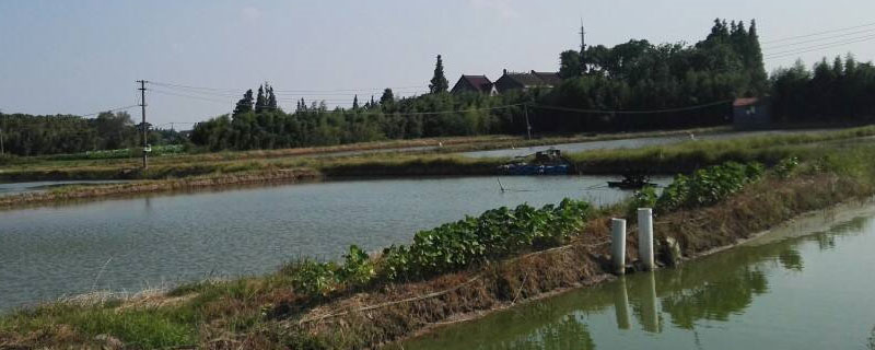 虾塘水浑浊的处理办法