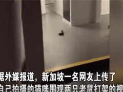 为什么现在的猫咪都不会抓老鼠？两只老鼠站立互殴一旁猫咪被吓傻！