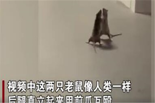 两只老鼠站立互殴一旁猫咪被吓傻