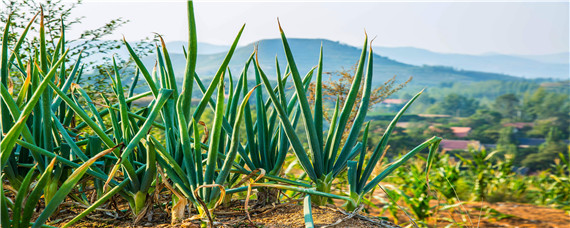 北方大葱种植时间