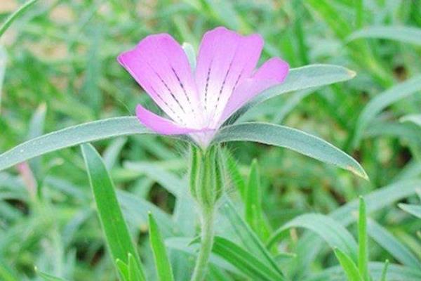 麦仙翁种子种植方法