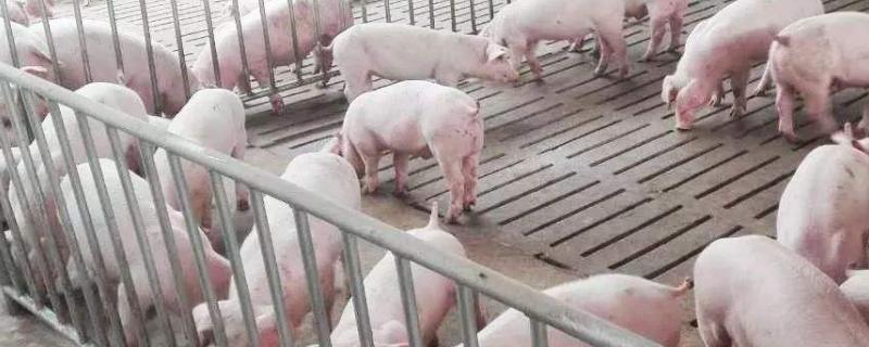 中了猪瘟猪圈还能养猪吗,猪圈要怎样处理？关于养猪的问题！