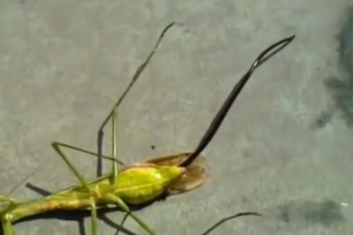 铁线虫在人体能活多久-视频截图