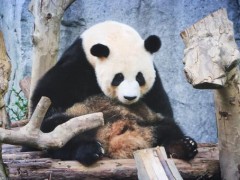 大熊猫为什么是国宝？野生大熊猫倒立撒尿！发情求偶会倒立撒尿？