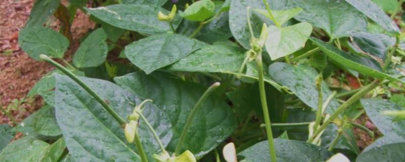 红小豆苗后除草用什么除草剂,什么时候打药好