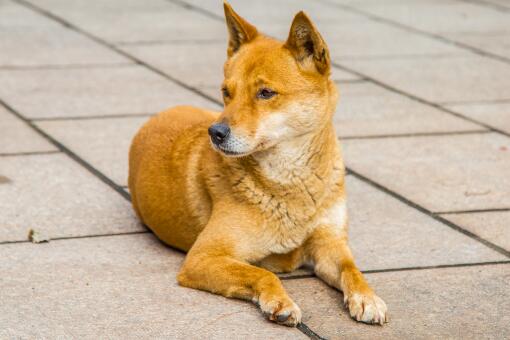 大连回应中华田园犬为何属禁养犬-摄图网