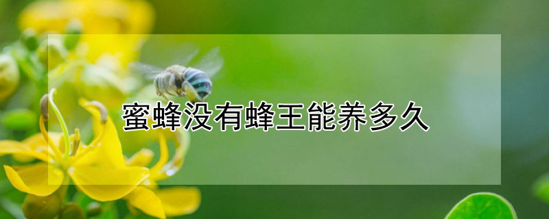 蜜蜂没有蜂王能养多久