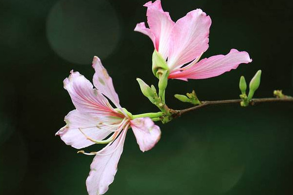 紫荆花还有什么名字