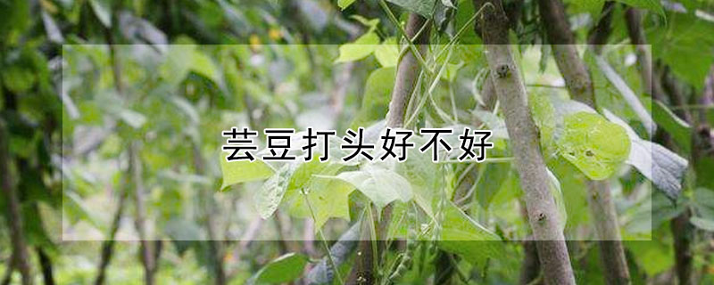 芸豆打头好不好