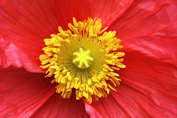 花蕾和花蕊什么区别