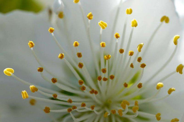 花蕾和花蕊什么区别