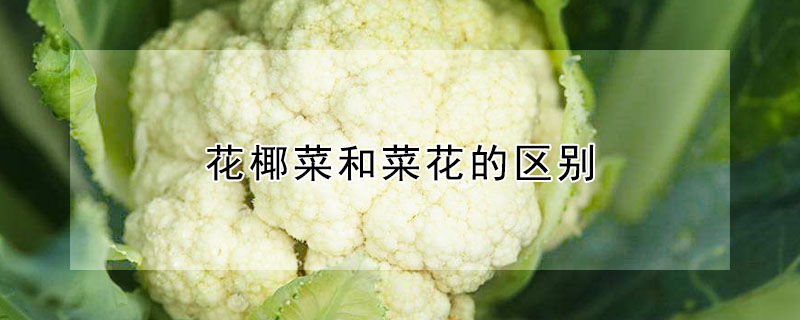 花椰菜和菜花的区别