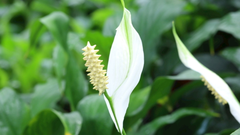 白鹤芋的种植方法