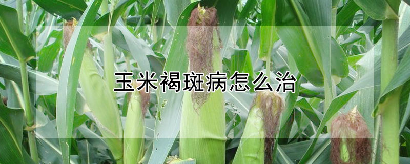 玉米褐斑病怎么治