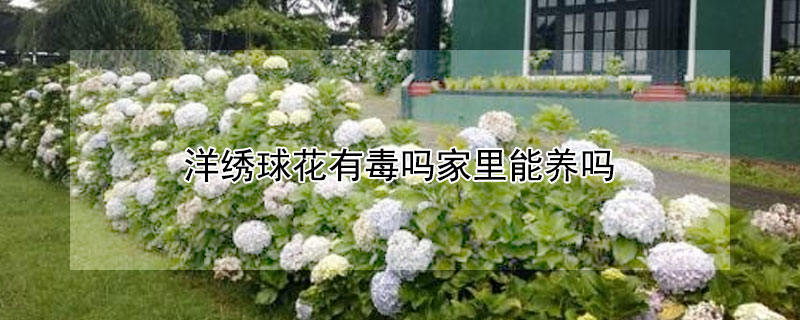 洋绣球花可以家养吗有没有毒性？洋绣球花有毒吗家里能养吗