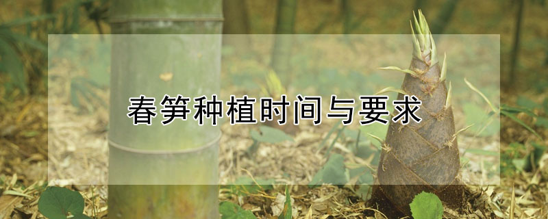 春笋种植时间与要求