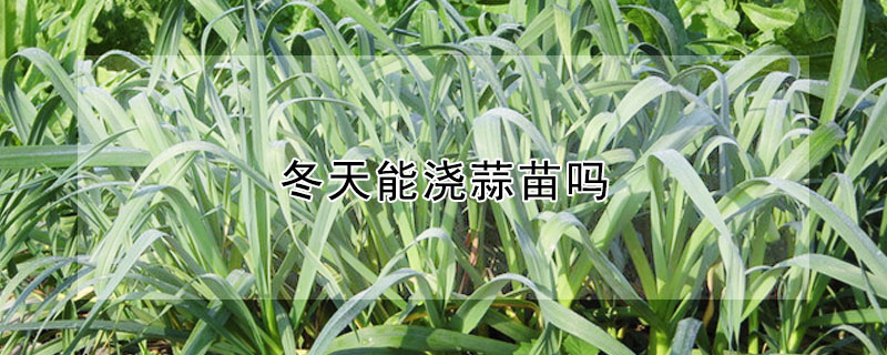 冬天能浇蒜苗吗