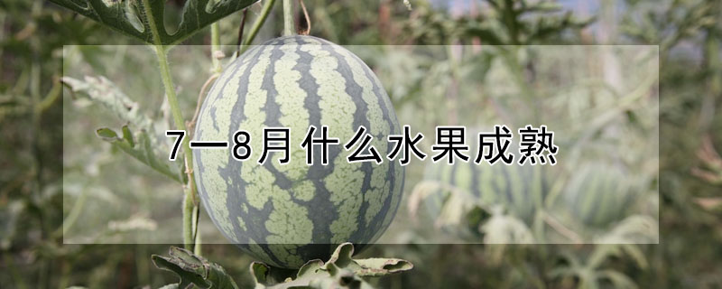 7一8月成熟的水果有哪些？7一8月什么水果成熟