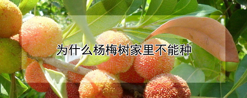 家中不能种植杨梅的原因？为什么杨梅树家里不能种