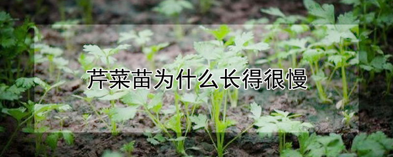 芹菜苗长得慢的原因？芹菜苗为什么长得很慢