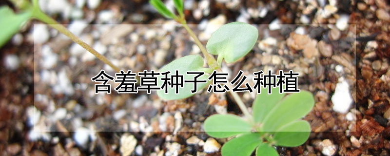 含羞草种子怎么种植