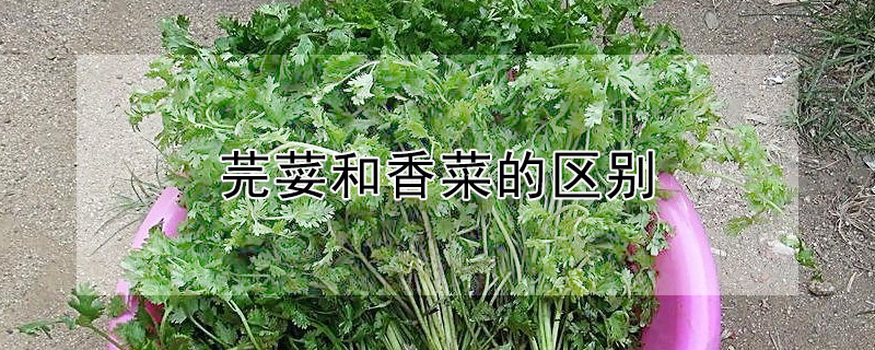 芫荽与香菜有什么不同？芫荽和香菜的区别